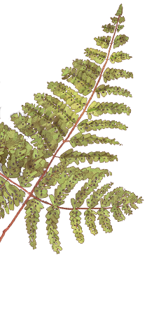 Western oak fern