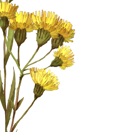 Canadian hawkweed